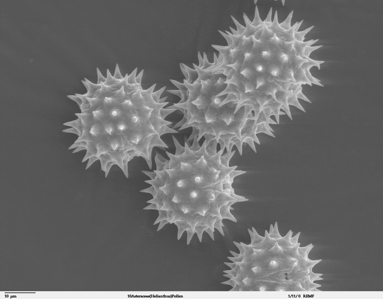 Micrografía