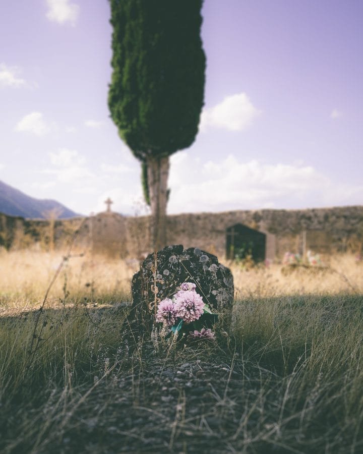 Lápida con flores rosas ante un cementerio con un ciprés al fondo