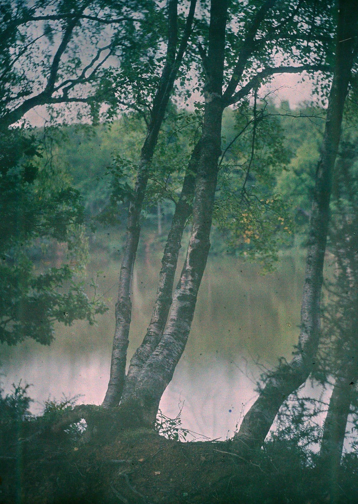 1909 "Birch trees on a river bank."