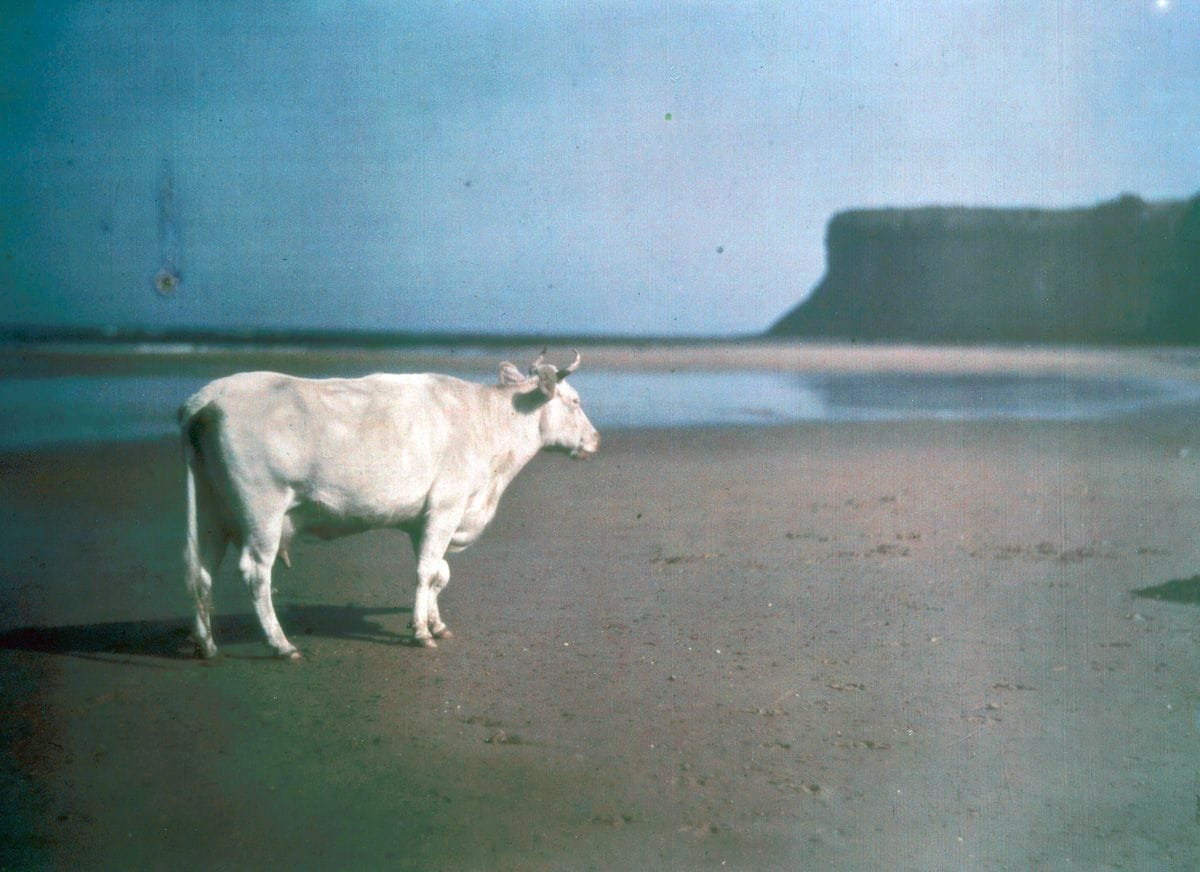 1915 "Cow on Saltburn sands."